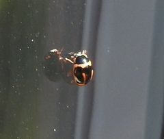 Hyperaspis trifurcata