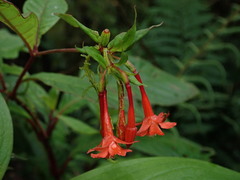 Fuchsia loxensis