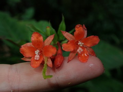Fuchsia loxensis