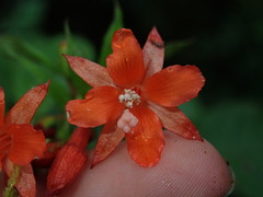 Fuchsia loxensis