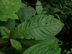 Fuchsia loxensis