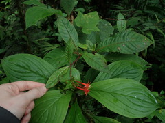 Fuchsia loxensis