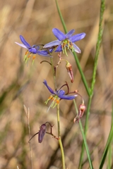 Dianella amoena