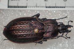 Carabus rugosus celtibericus
