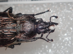 Carabus rugosus celtibericus