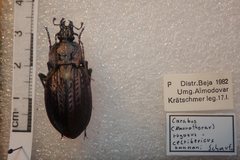 Carabus rugosus celtibericus