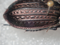 Carabus rugosus celtibericus