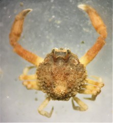 Randallia bulligera