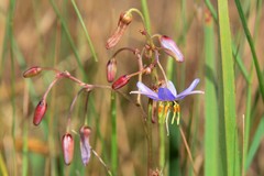 Dianella amoena