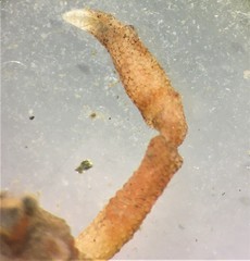 Randallia bulligera