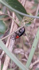 Cacoscelis nigripennis
