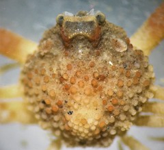 Randallia bulligera
