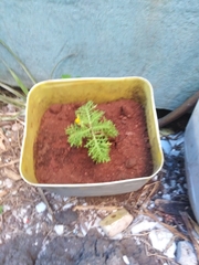 Lecocarpus lecocarpoides