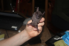 Artibeus obscurus