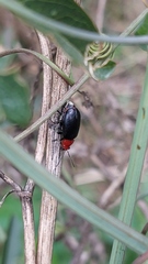 Cacoscelis nigripennis