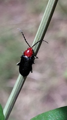 Cacoscelis nigripennis