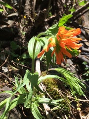 Castilleja hispida hispida