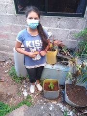 Lecocarpus lecocarpoides