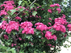 Angiospermae