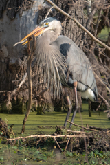 Liodytes rigida sinicola