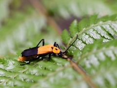 Chauliognathus heros