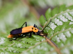 Chauliognathus heros