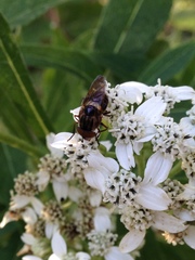 Copestylum chalybescens