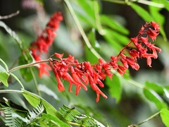 Salvia libanensis