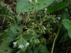 Adenostemma harlingii