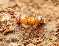 Pheidole hyatti