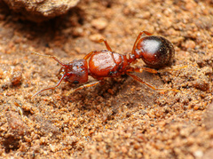 Pheidole hyatti