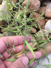 Pombalia verticillata