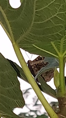 Opsiphanes invirae