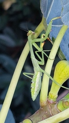 Stagmatoptera hyaloptera