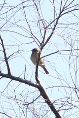 Haemorhous mexicanus