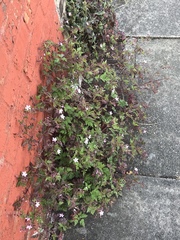 Geranium robertianum