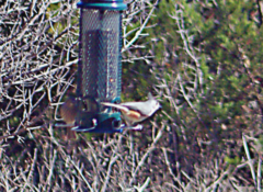 Baeolophus atricristatus