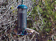 Baeolophus atricristatus