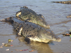 Crocodylus acutus