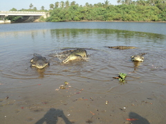 Crocodylus acutus