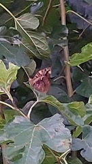 Opsiphanes invirae
