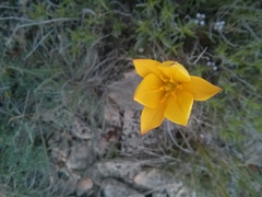 Tulipa sylvestris australis