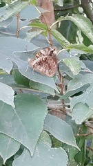Opsiphanes invirae