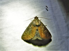 Condicinae