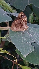Opsiphanes invirae