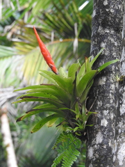 Guzmania berteroniana