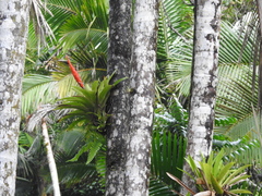 Guzmania berteroniana