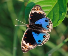 Junonia orithya