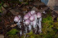 Monotropastrum humile