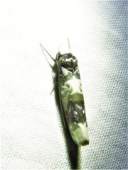 Ethmia scythropa